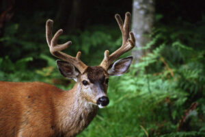 Zombie Deer 