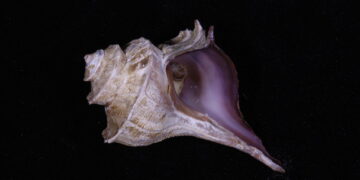 Tyrian purple