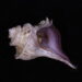 Tyrian purple