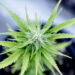 marijuana