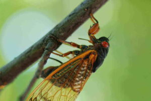 Cicada