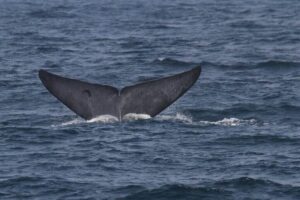 whales