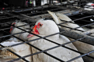 Avian influenza
