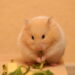 Hamster