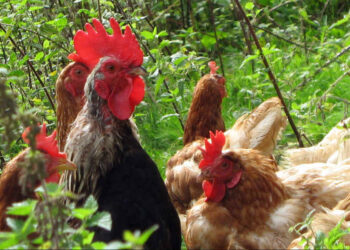 Bird Flu