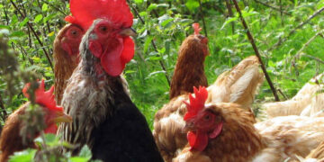 Bird Flu