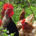Bird Flu