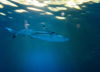 Shark Attack