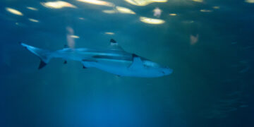 Shark Attack