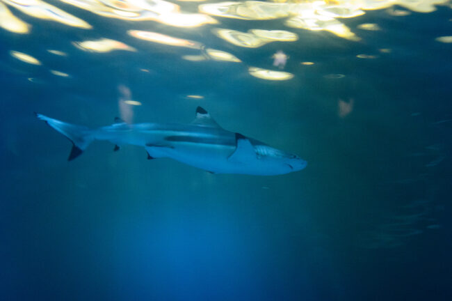 Shark Attack 