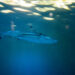 Shark Attack