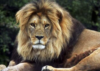 Zookeeper