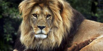 Zookeeper
