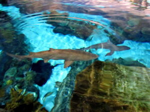 Shark Attack